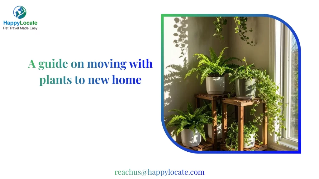 A guide on moving with plants to new home