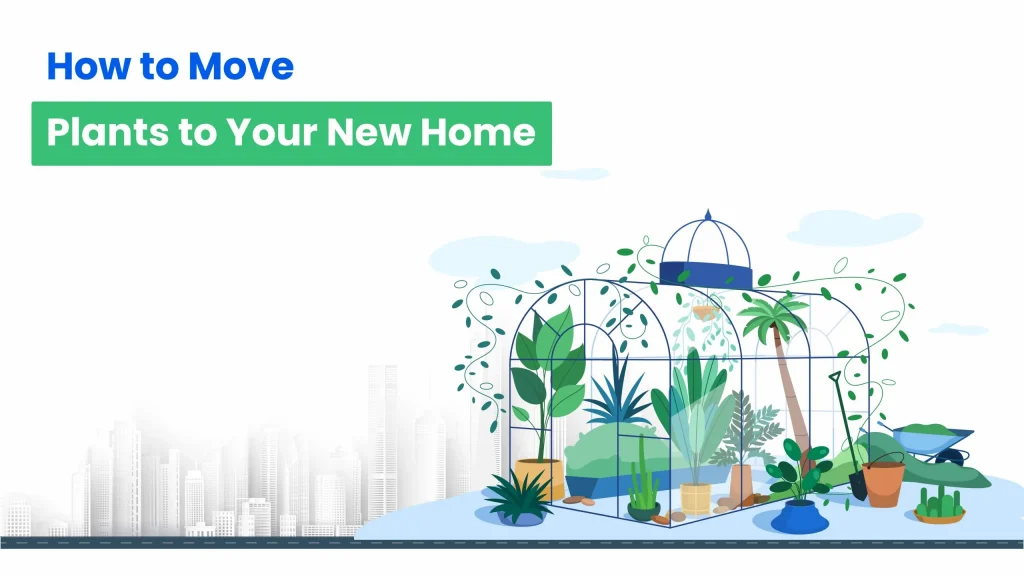 How to move plants to your new home