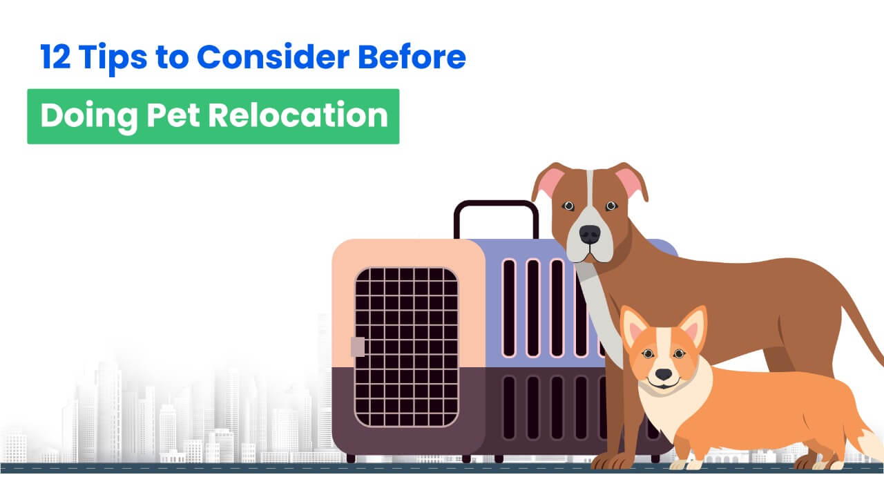 Consider these tips for moving with pets