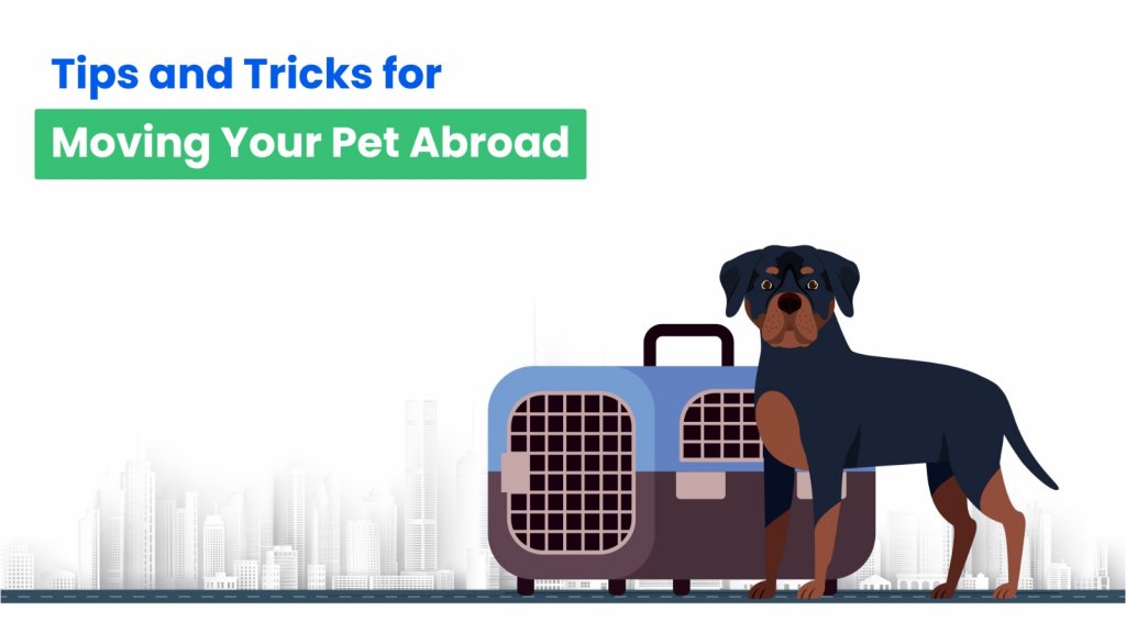 Tips and Tricks to Move Your Pet Abroad