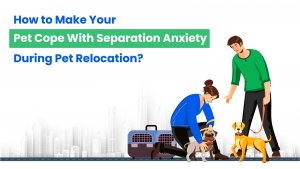 5 Ways to Make Your Pet Cope With Separation Anxiety During Pet Relocation